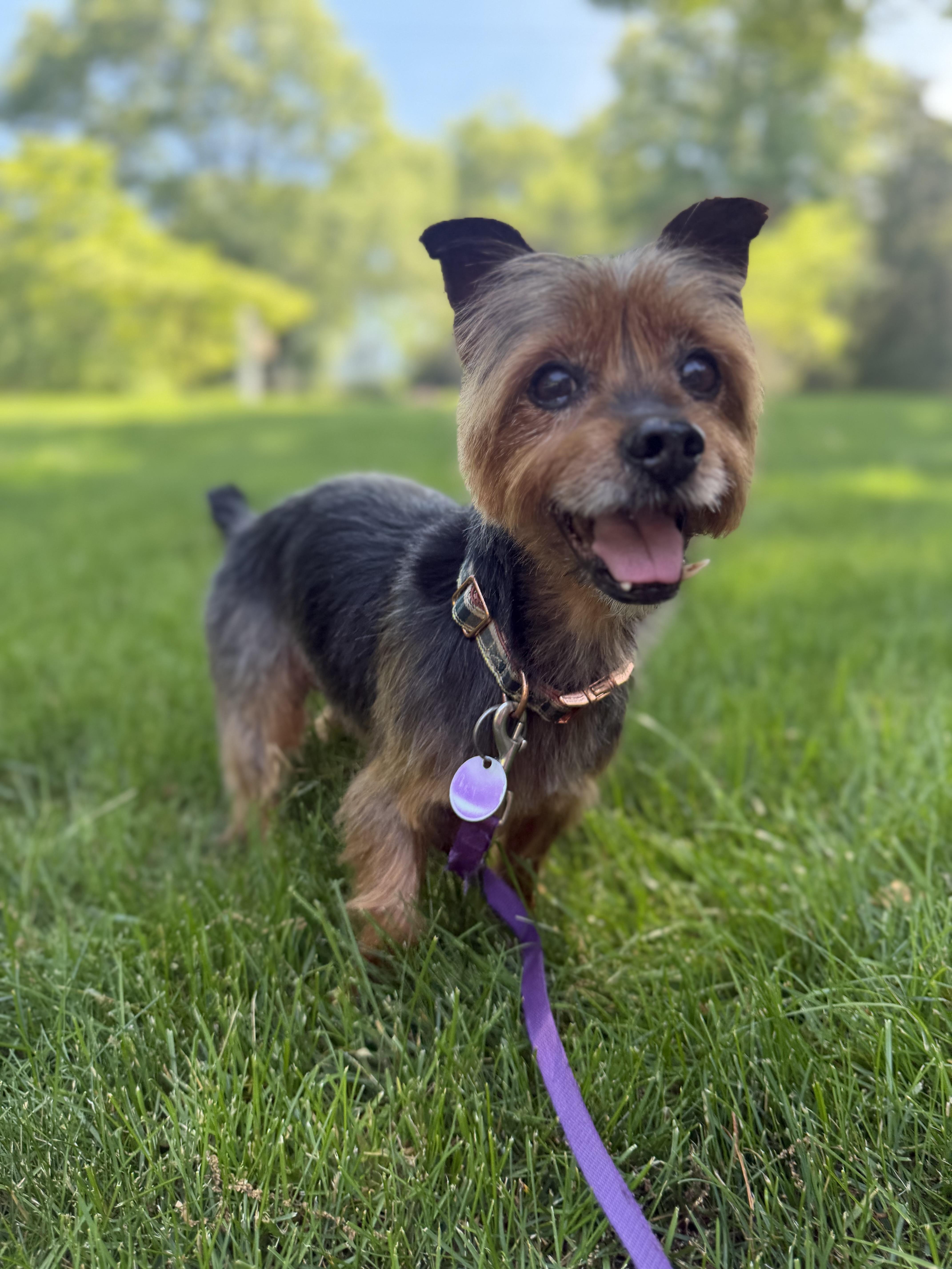 Rocky, ADOPTABLE, Adult Male Yorkshire Terrier.