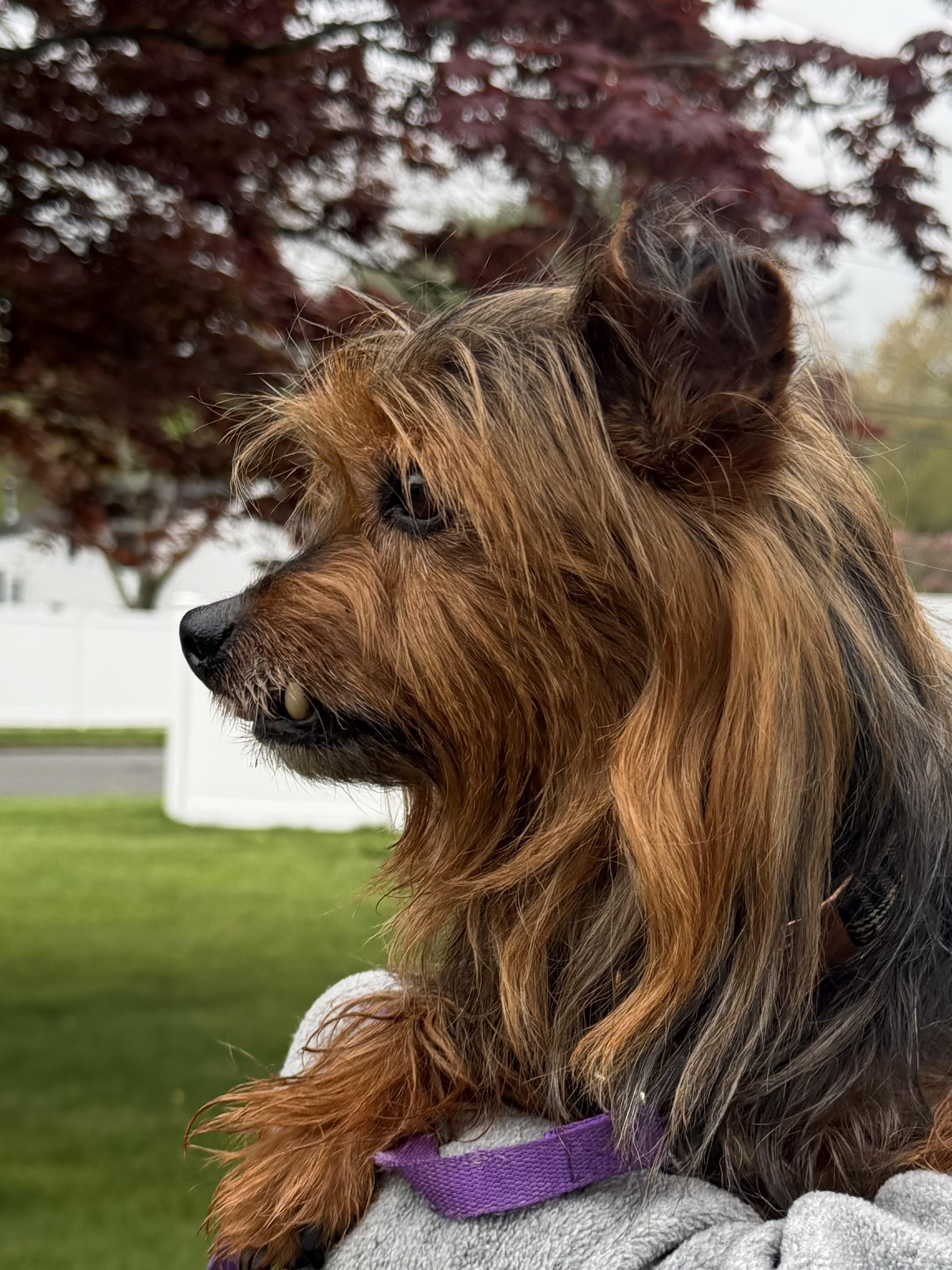 Enlarge Rock Star Rocky, a ADOPTABLE Yorkshire Terrier in Stamford, CT image 4/6