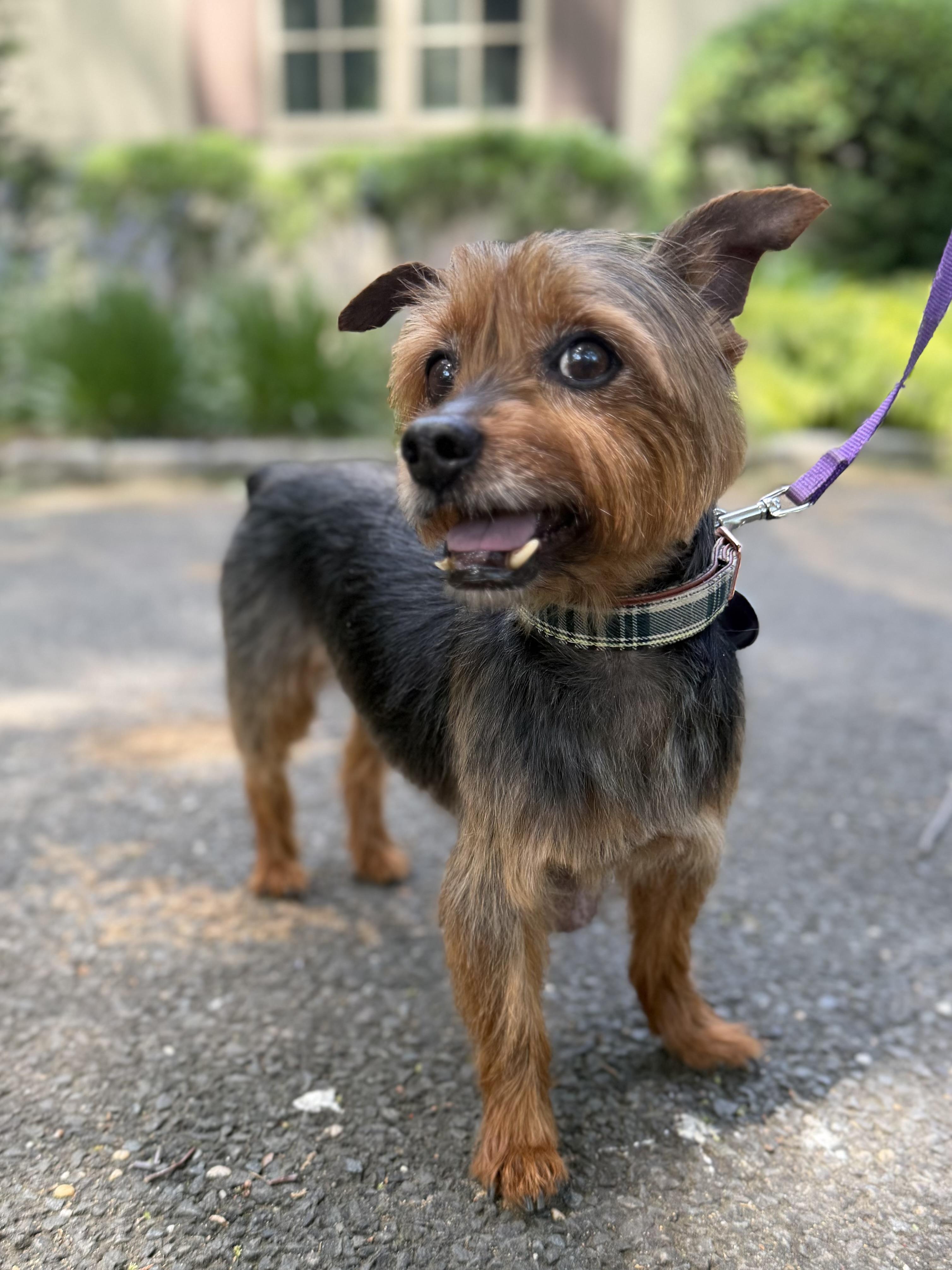 Rocky, a ADOPTABLE Yorkshire Terrier in Stamford, CT image 4/6