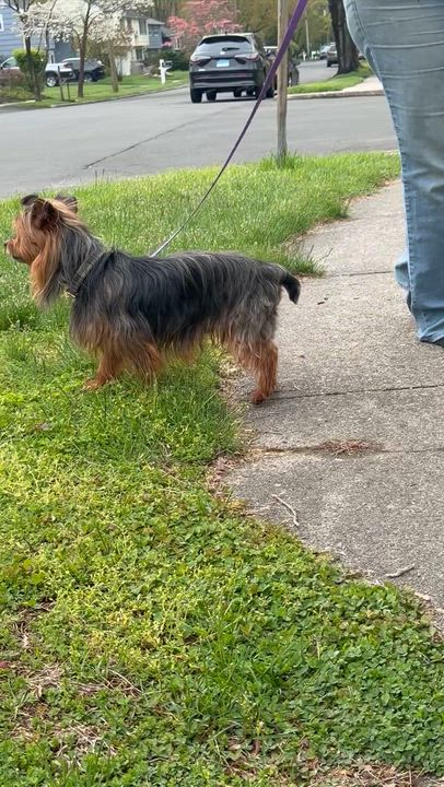 Enlarge Rock Star Rocky, a ADOPTABLE Yorkshire Terrier in Stamford, CT video 6/6