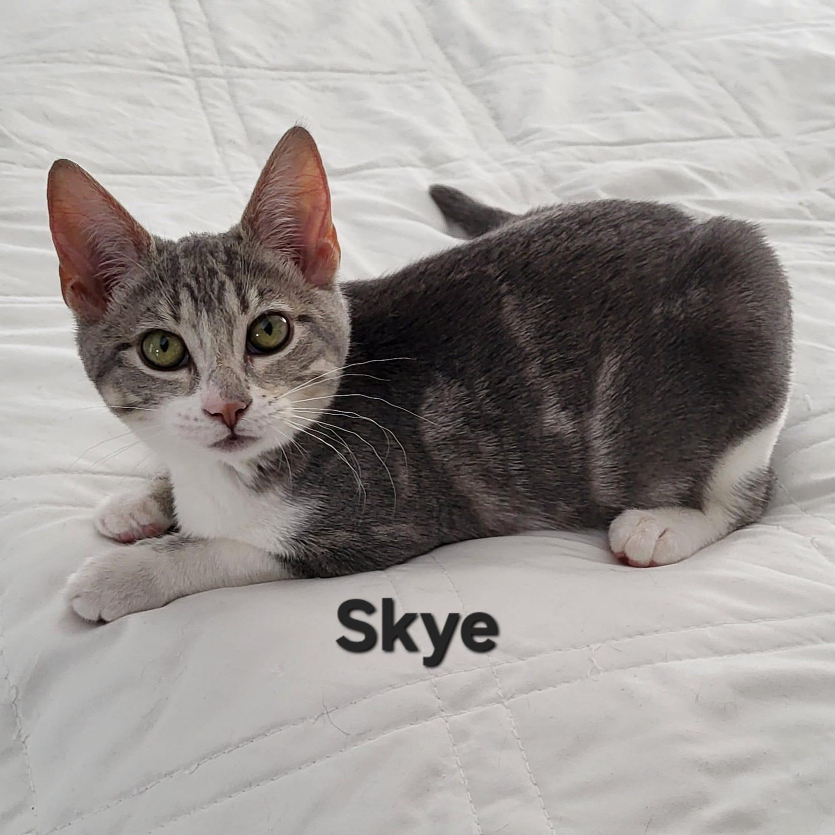 Enlarge Skye, a ADOPTABLE Domestic Short Hair in Sewell, NJ image 1/2