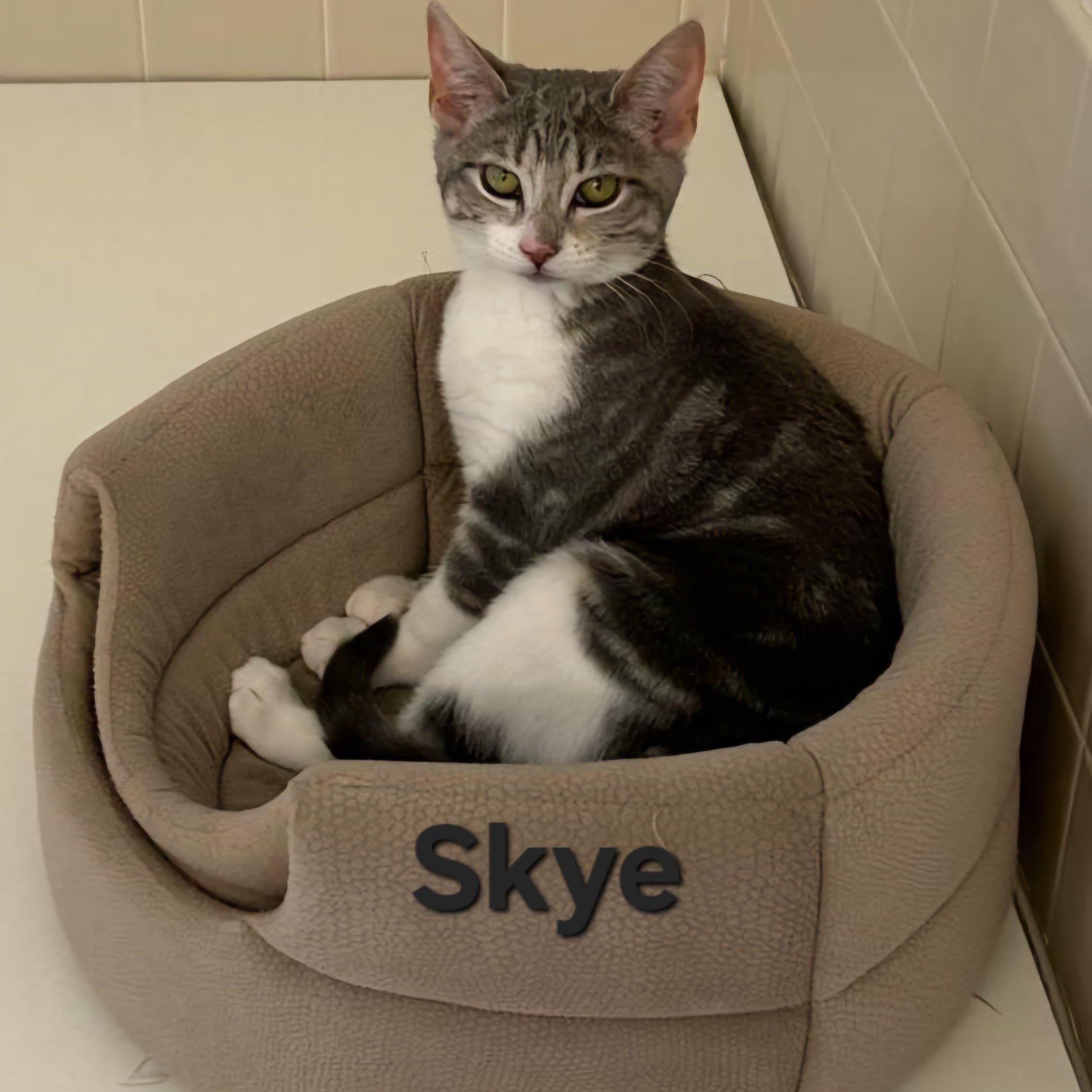 Enlarge Skye, a ADOPTABLE Domestic Short Hair in Sewell, NJ image 2/2