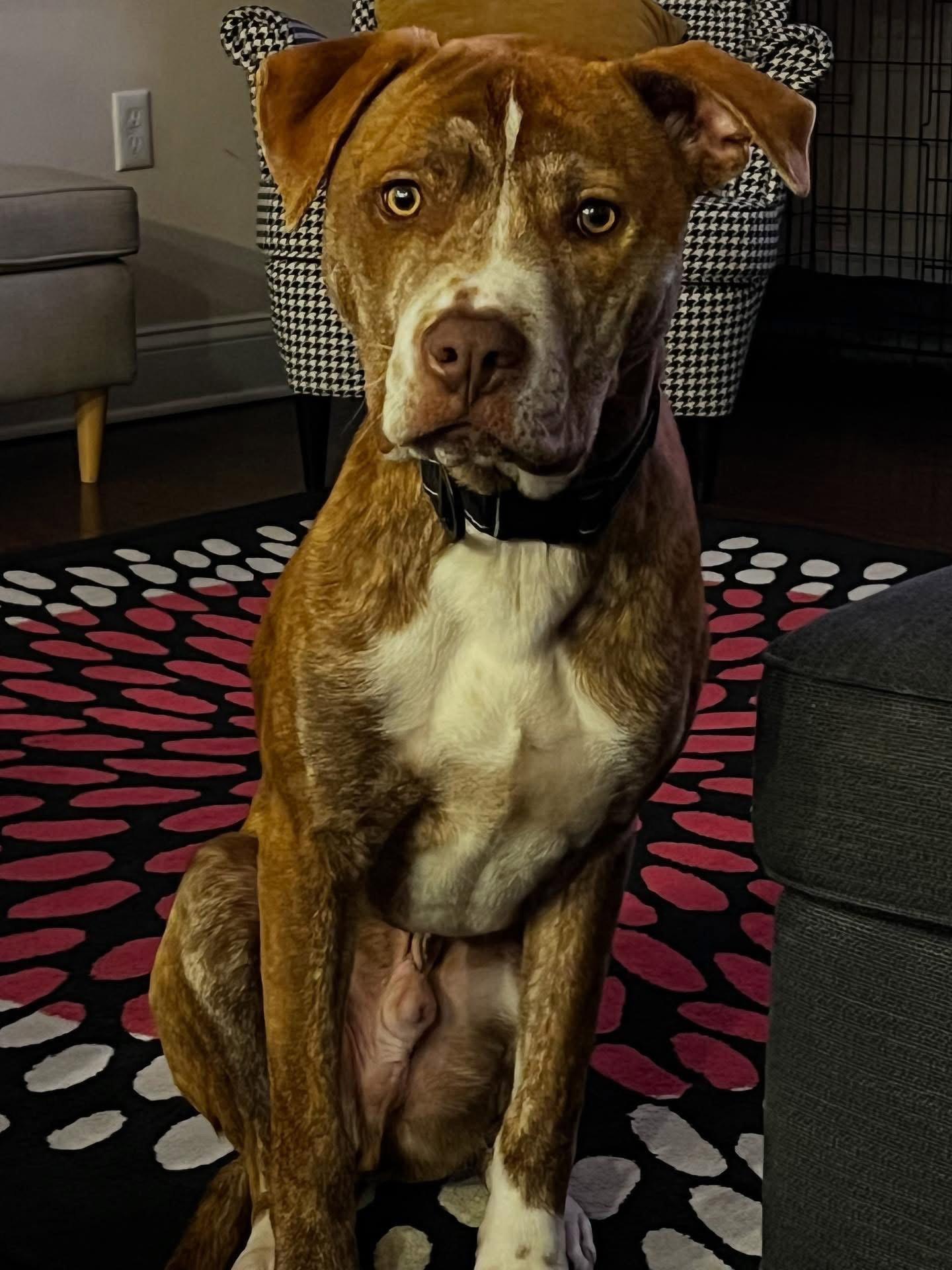 Coco photo