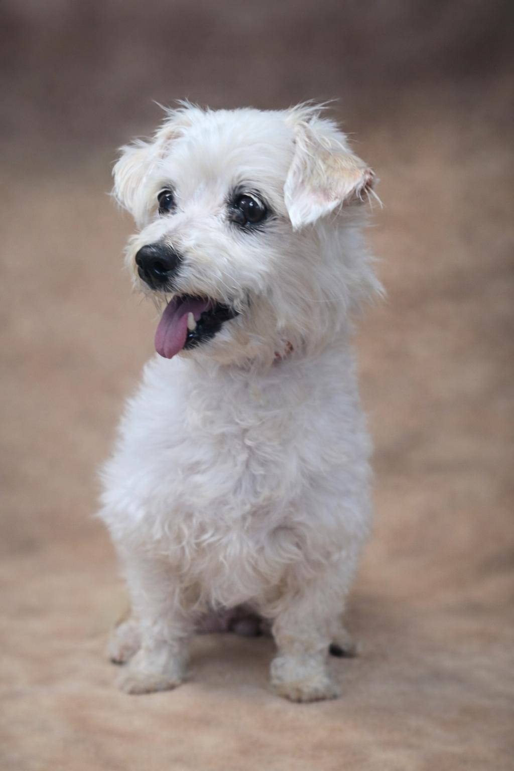 Enlarge Mildred, a ADOPTABLE mixed breed in San Pedro, CA image 5/6