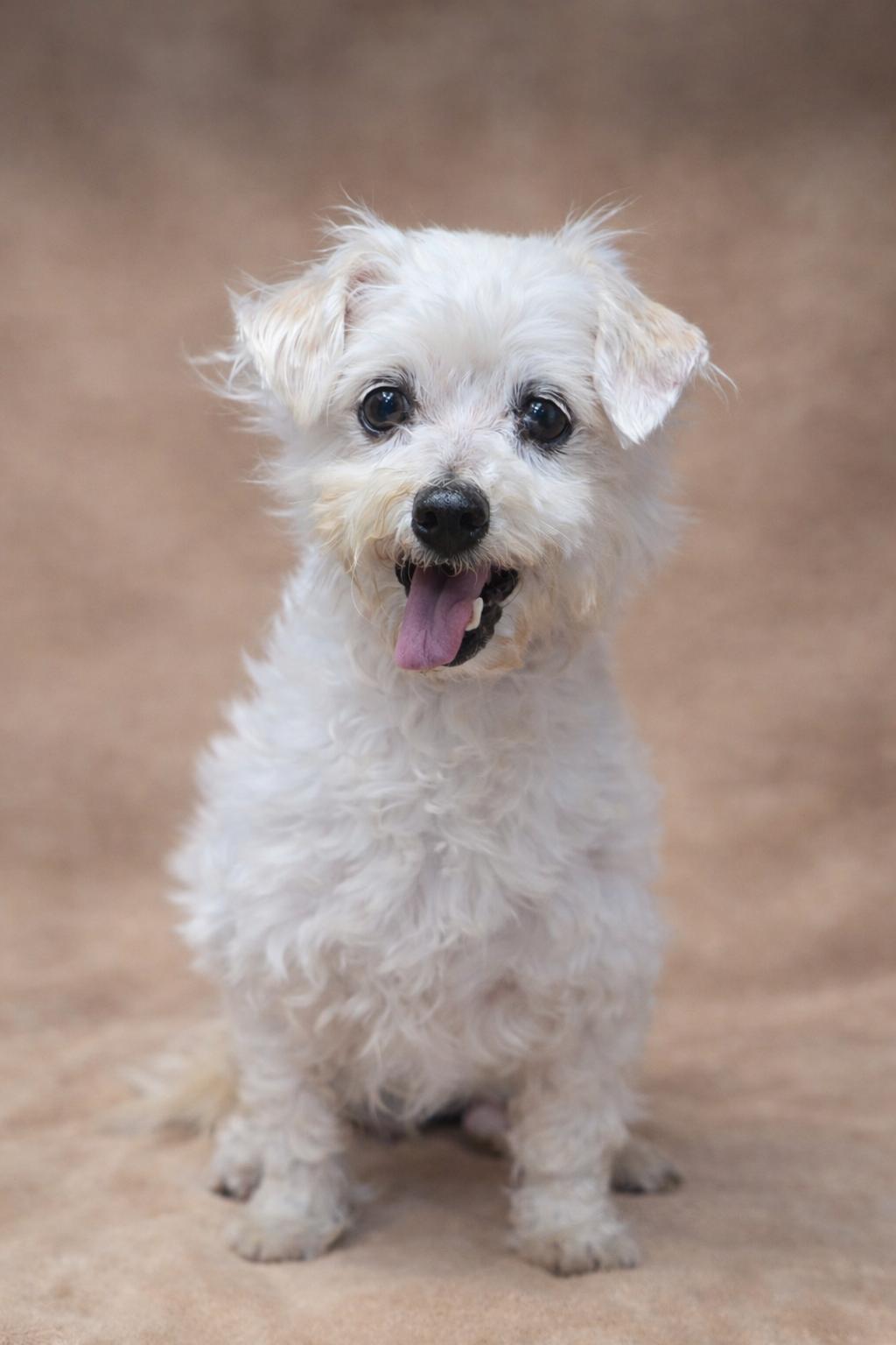 Enlarge Mildred, a ADOPTABLE mixed breed in San Pedro, CA image 4/6