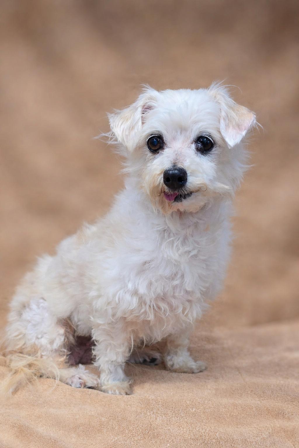 Enlarge Mildred, a ADOPTABLE mixed breed in San Pedro, CA image 3/6