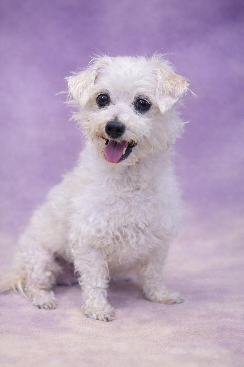 Mildred, ADOPTABLE, Senior Female Maltese & Poodle.