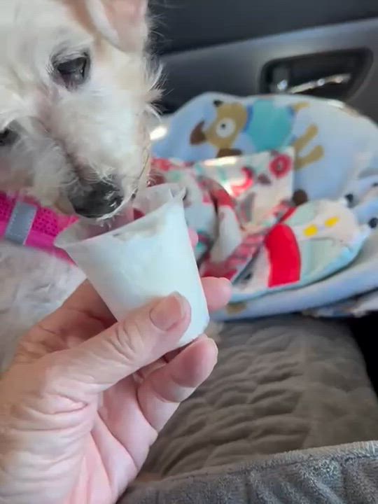 Enlarge Mildred, a ADOPTABLE mixed breed in San Pedro, CA video 6/6