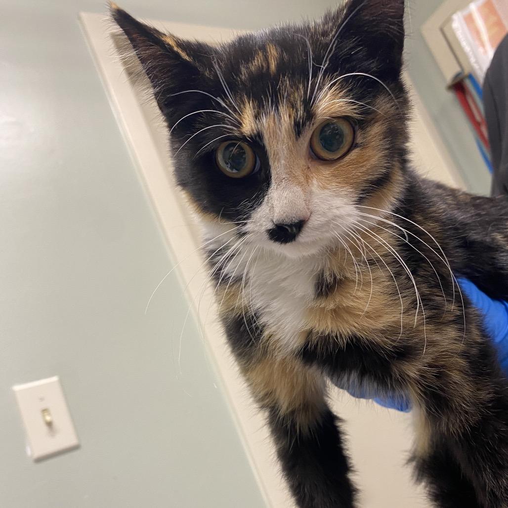 Raspberry, Adoptable, Kitten Female Domestic Short Hair.