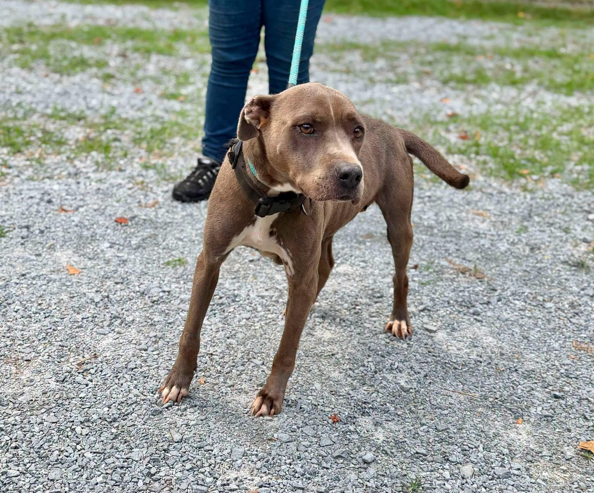 Enlarge Carla, a Adoptable mixed breed in Elizabethtown, NC image 1/1