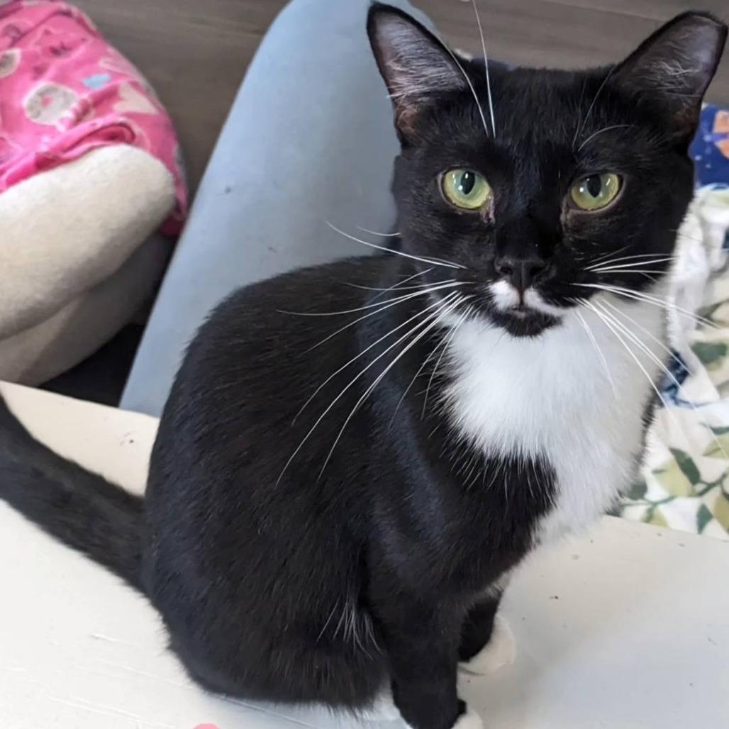 Rosebud, Adoptable, Adult Female Domestic Short Hair & Domestic Short Hair.