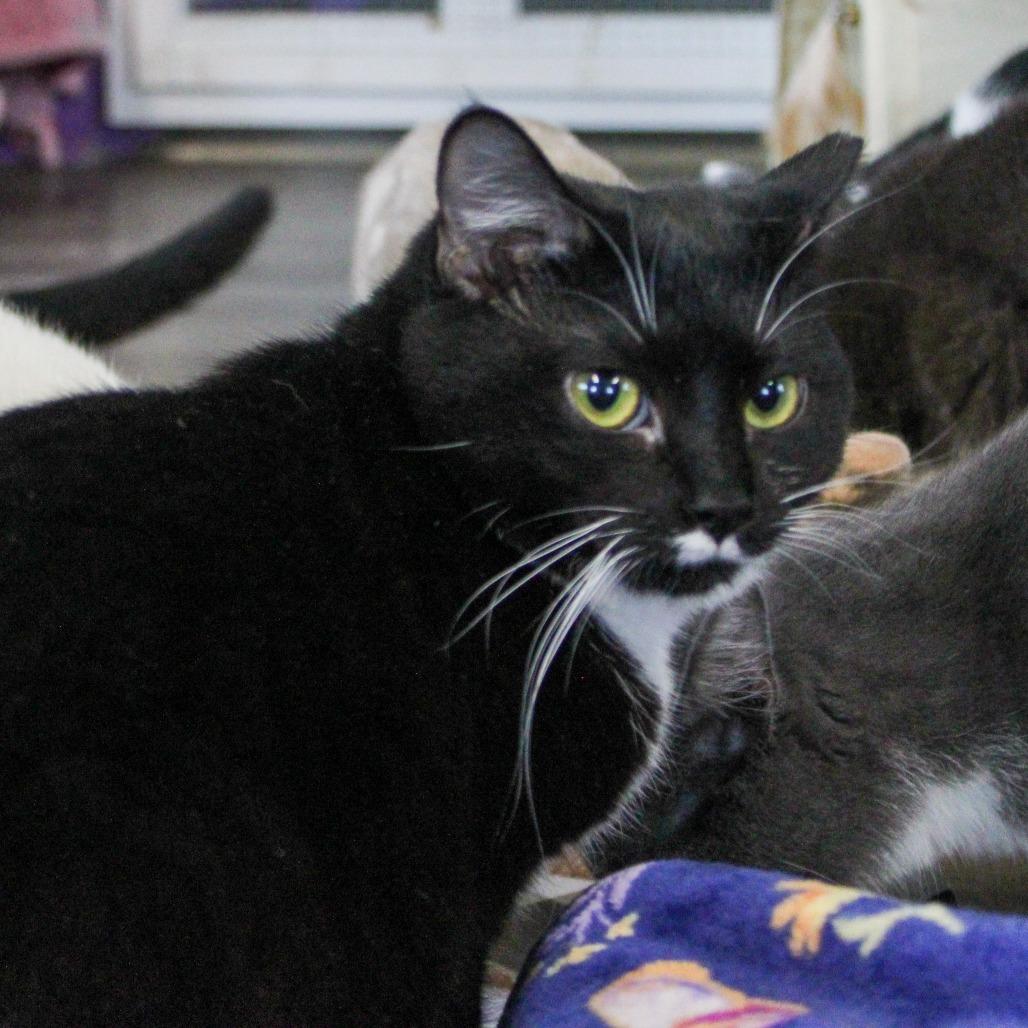 Enlarge Rosebud, a Adoptable mixed breed in Pittsburgh, PA image 2/3