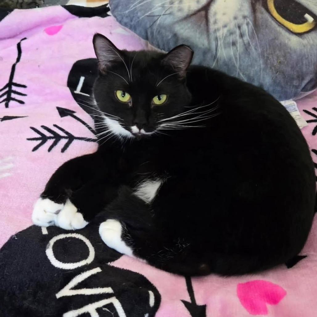 Enlarge Rosebud, a Adoptable mixed breed in Pittsburgh, PA image 3/4