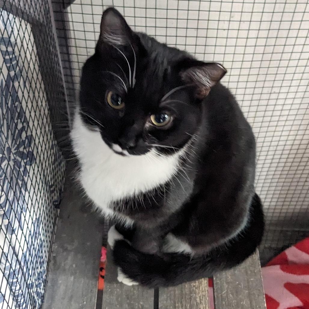 Enlarge Rosebud, a Adoptable mixed breed in Pittsburgh, PA image 3/3