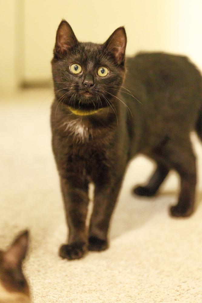Sumatra, Adoptable, Kitten Female Domestic Short Hair.