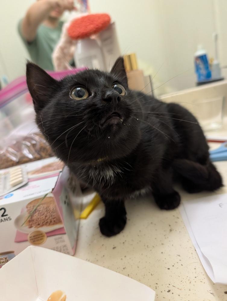 Enlarge Sumatra, a Adoptable Domestic Short Hair in Fremont, CA image 2/6