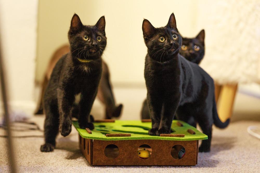 Enlarge Sumatra, a Adoptable Domestic Short Hair in Fremont, CA image 3/6