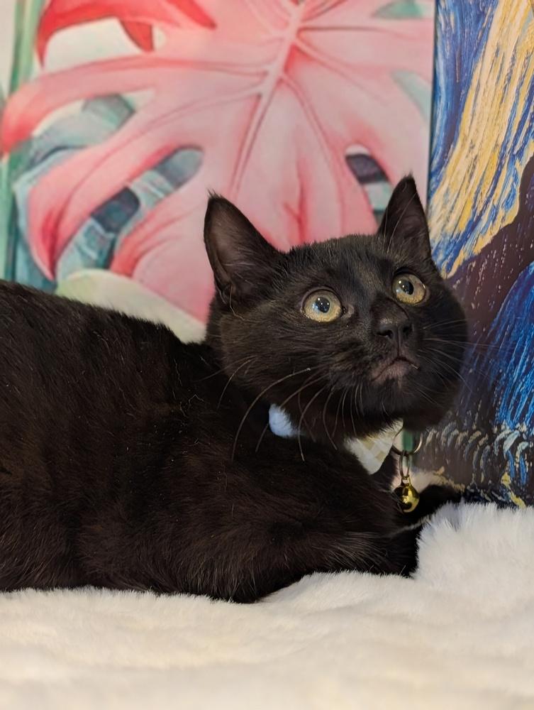 Enlarge Sumatra, a Adoptable Domestic Short Hair in Fremont, CA image 4/6