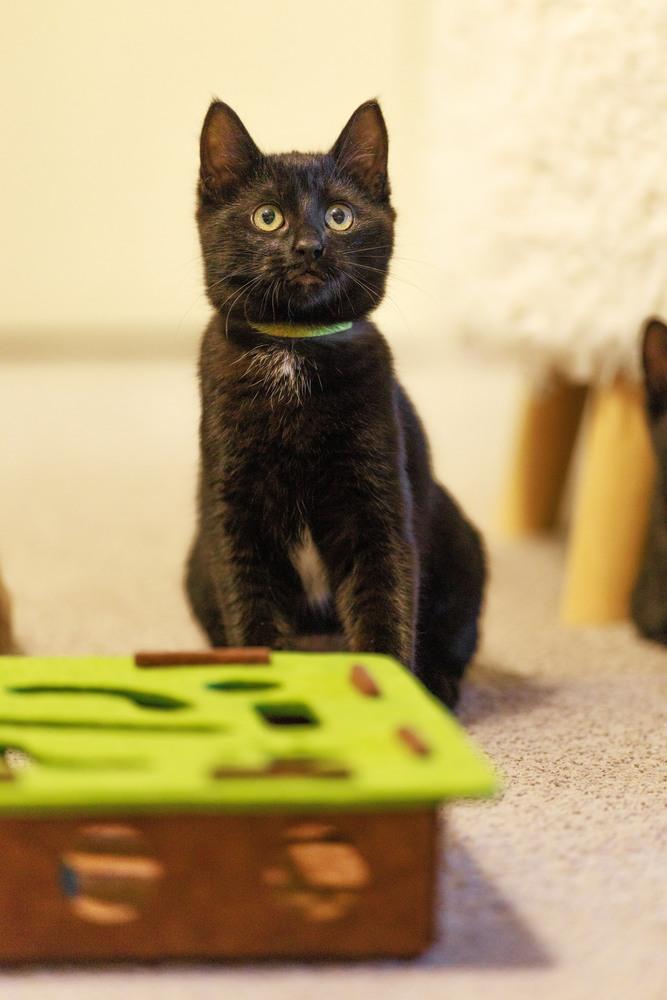 Enlarge Sumatra, a Adoptable Domestic Short Hair in Fremont, CA image 5/6