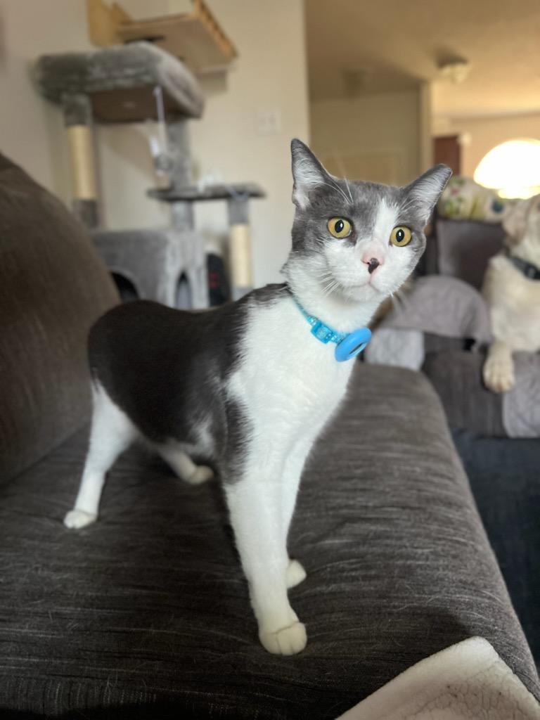 Enlarge Winter, a ADOPTABLE Domestic Short Hair in Lubbock, TX image 6/6