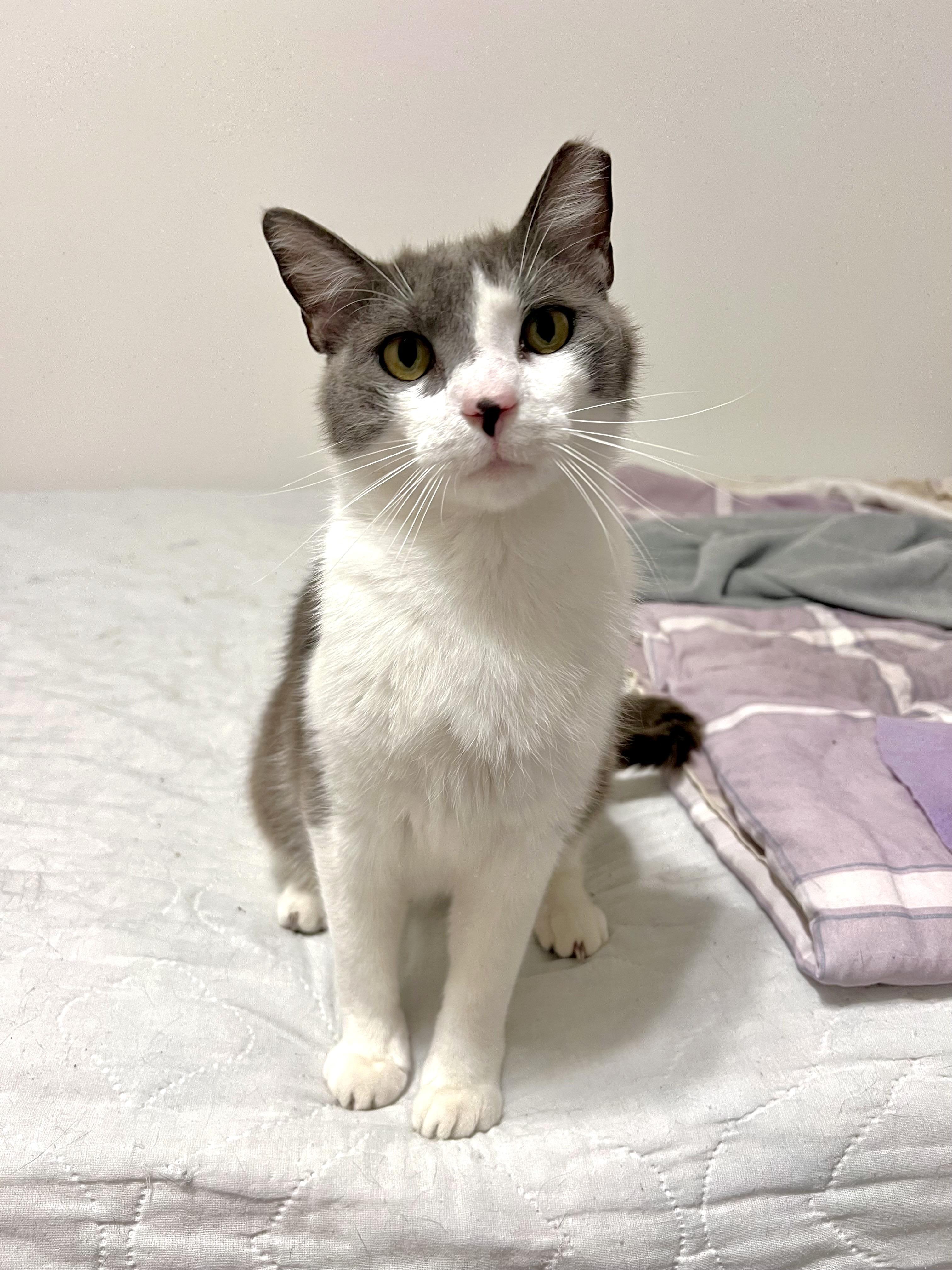 Enlarge Winter, a ADOPTABLE Domestic Short Hair in Lubbock, TX image 3/6