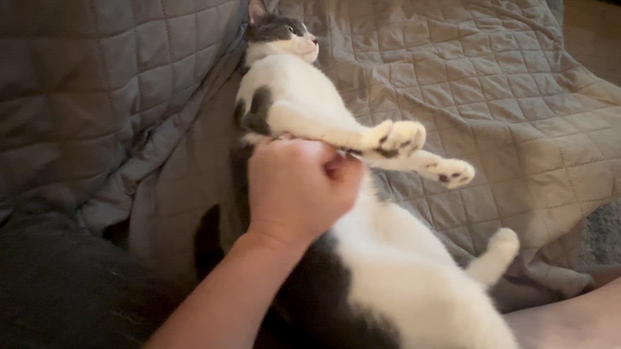 Enlarge Winter, a ADOPTABLE Domestic Short Hair in Lubbock, TX video 1/6
