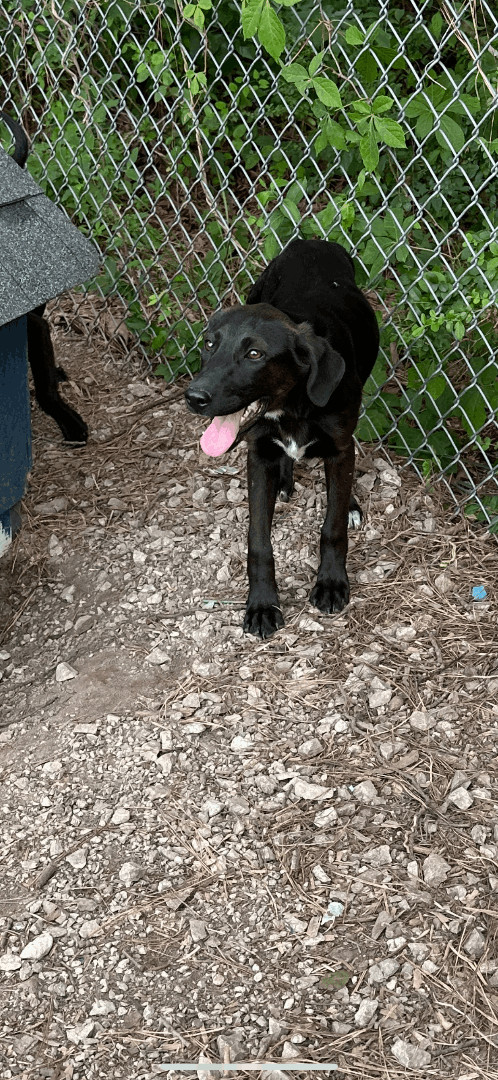 Gator and Annie , a Adopted Mixed Breed in Manchester, TN image 1/10