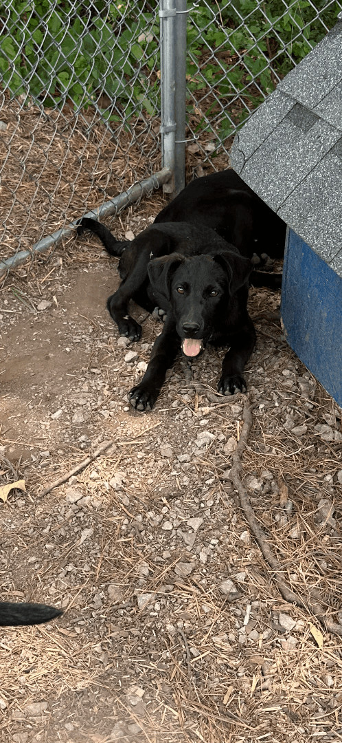 Gator and Annie , a Adopted Mixed Breed in Manchester, TN image 2/10