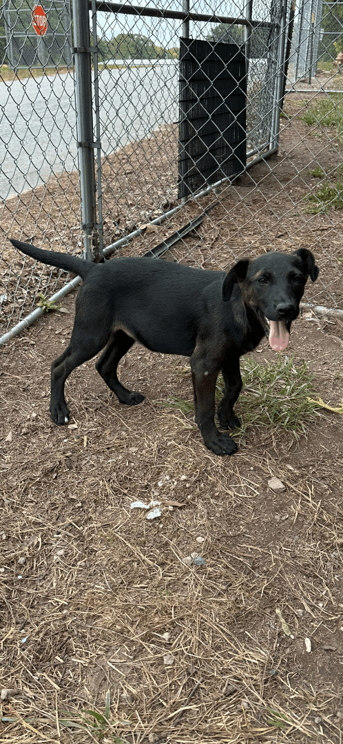 Gator and Annie , a Adopted Mixed Breed in Manchester, TN image 3/10