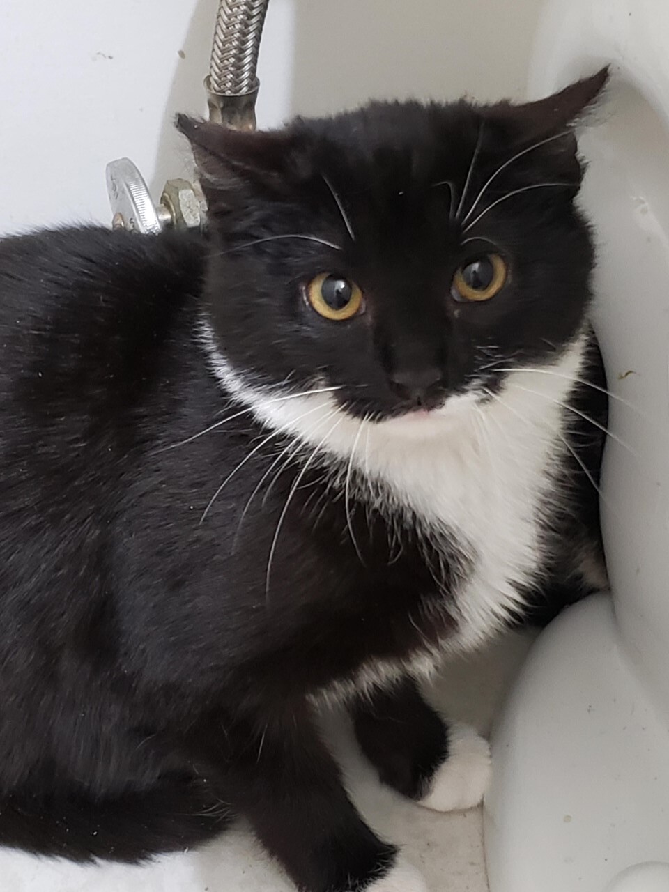 Daenerys - STILL AVAILABLE!, Young Female unknown