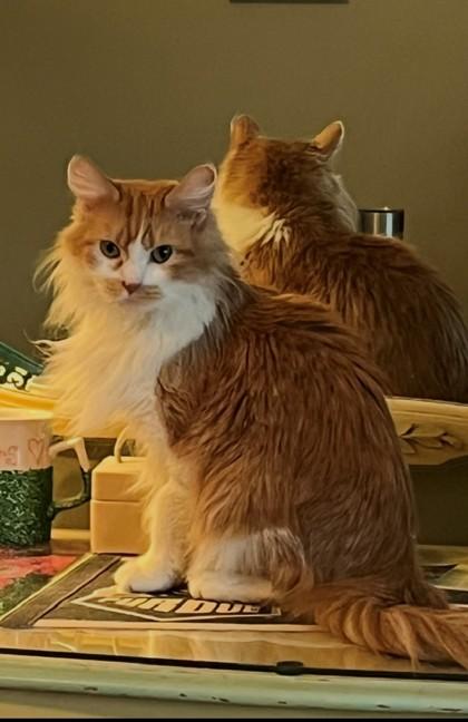 Enlarge Paris, a ADOPTABLE Domestic Long Hair in Downers Grove, IL image 3/3