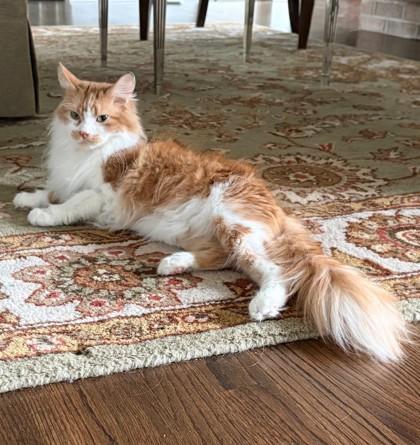 Paris, ADOPTABLE, Adult Female Domestic Long Hair.