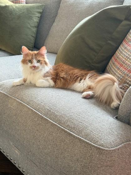 Enlarge Paris, a ADOPTABLE Domestic Long Hair in Downers Grove, IL image 2/3