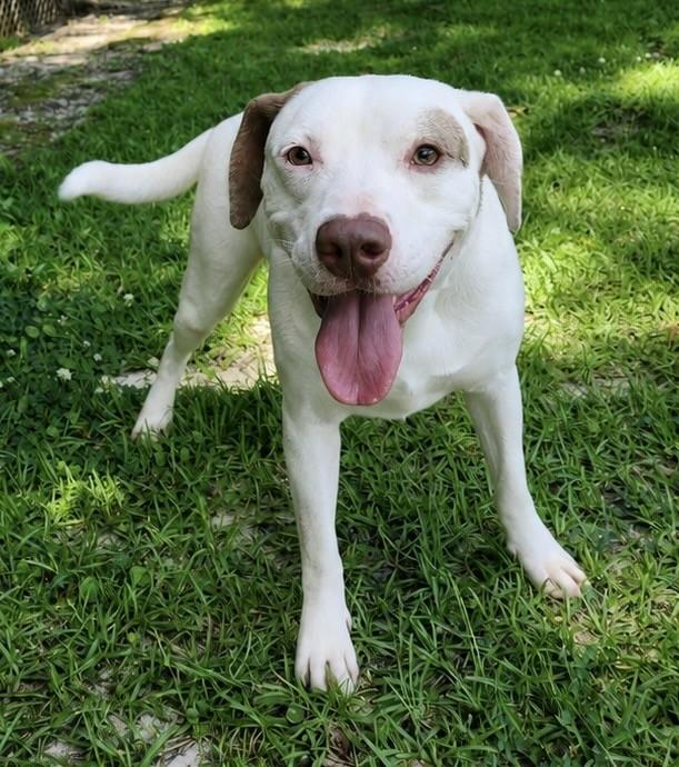 Enlarge Gary, a ADOPTABLE mixed breed in Slidell, LA image 1/1