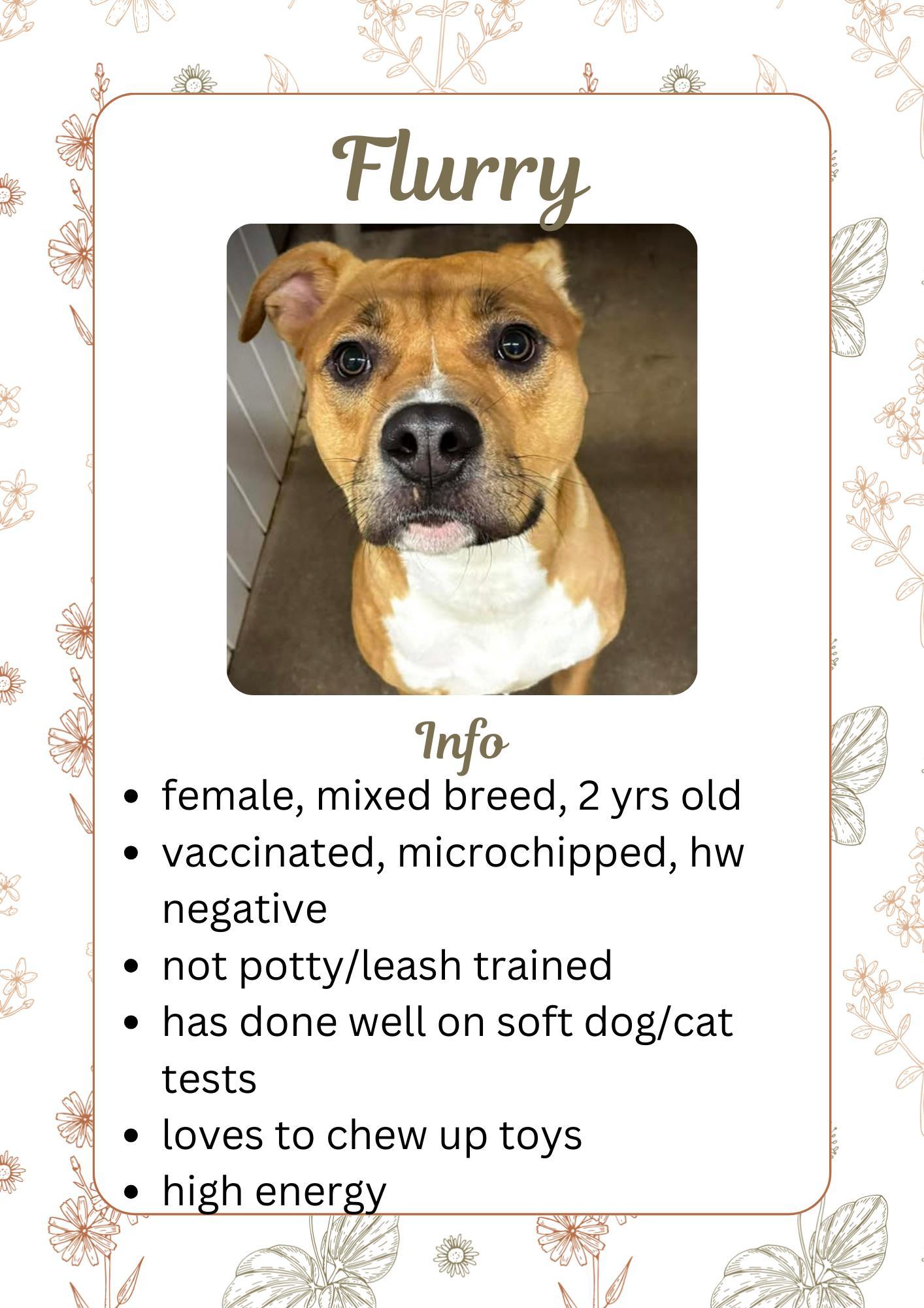Enlarge Flurry, a ADOPTABLE mixed breed in Greensburg, IN image 1/1