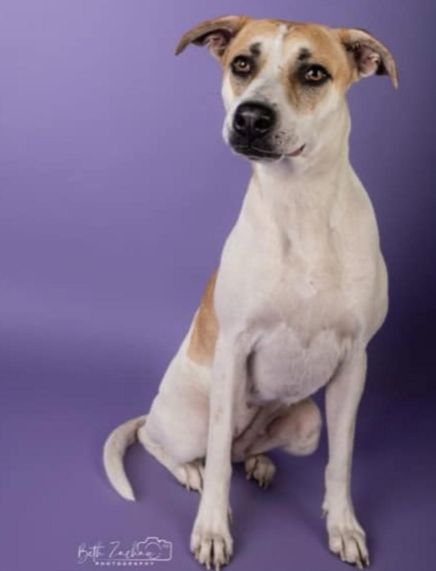 Shiloh, Adoptable, Young Female Labrador Retriever.