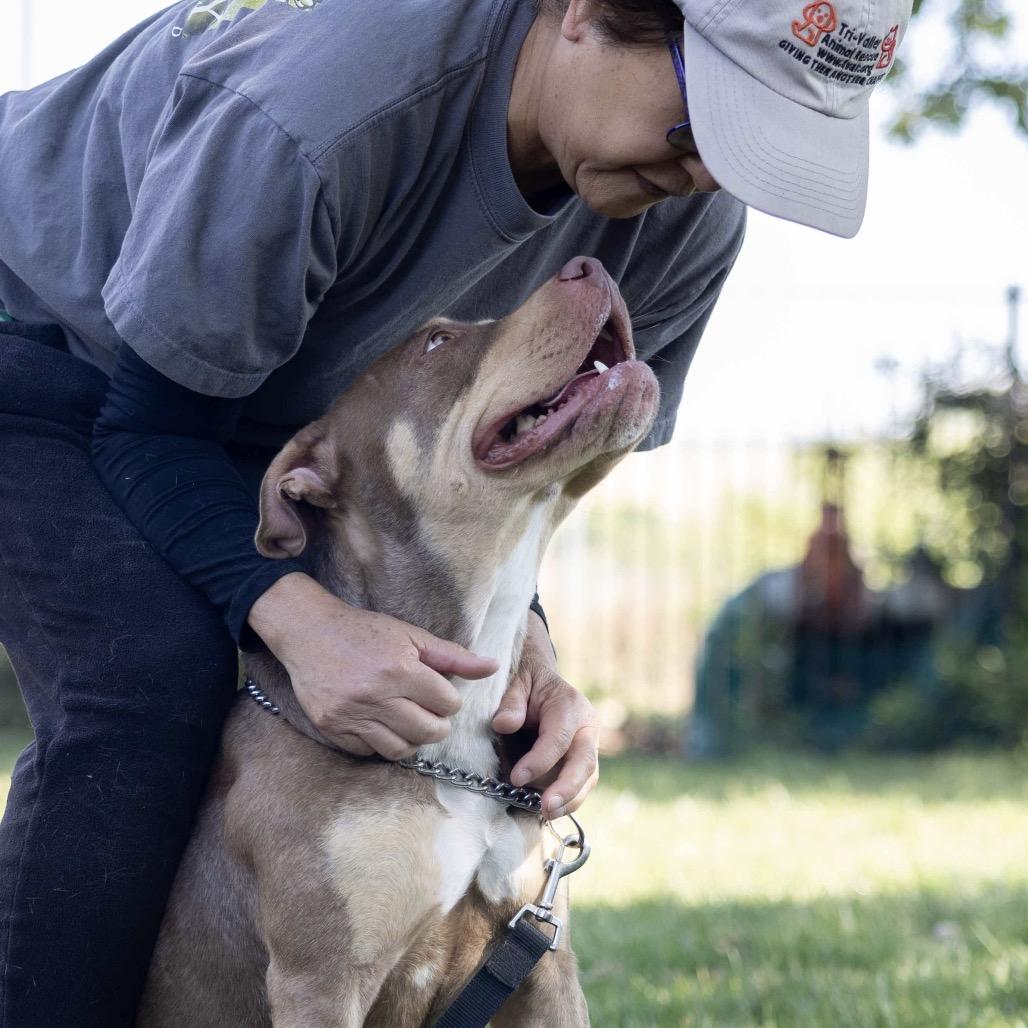 Enlarge Macy, a ADOPTABLE Pit Bull Terrier in Dublin, CA image 6/6
