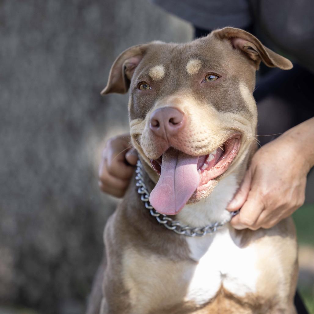 Enlarge Macy, a ADOPTABLE Pit Bull Terrier in Dublin, CA image 3/6