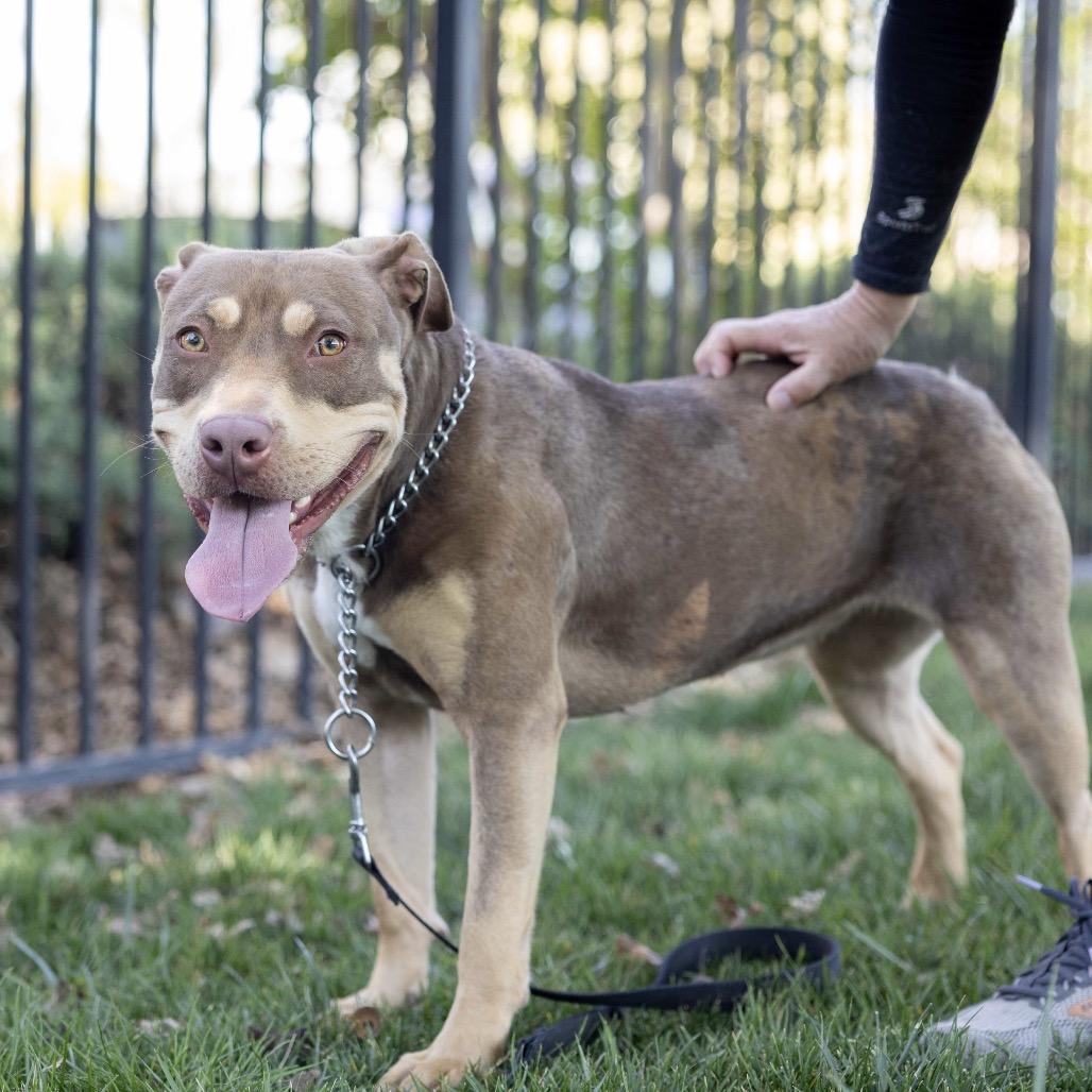 Enlarge Macy, a ADOPTABLE Pit Bull Terrier in Dublin, CA image 5/6