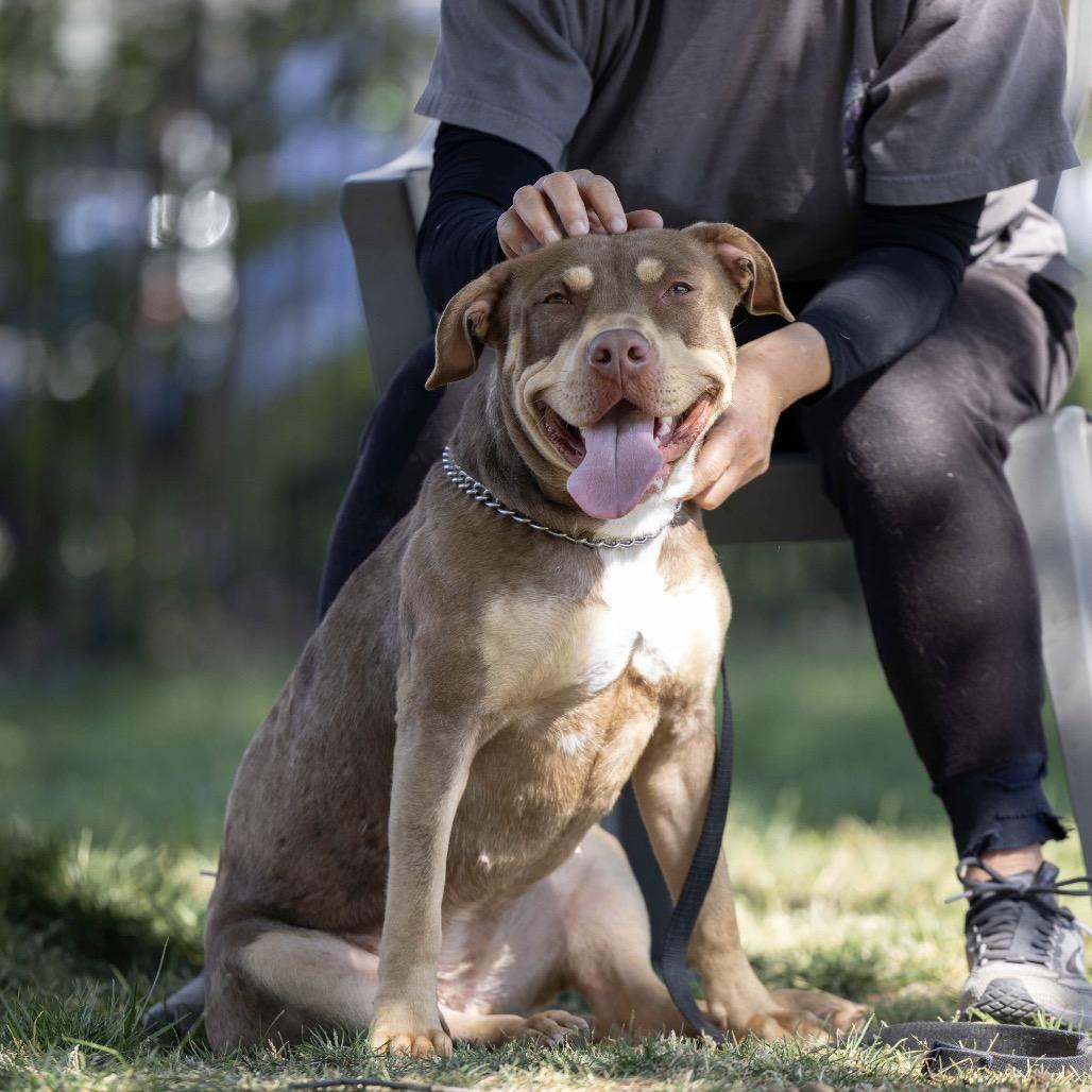 Enlarge Macy, a ADOPTABLE Pit Bull Terrier in Dublin, CA image 4/6