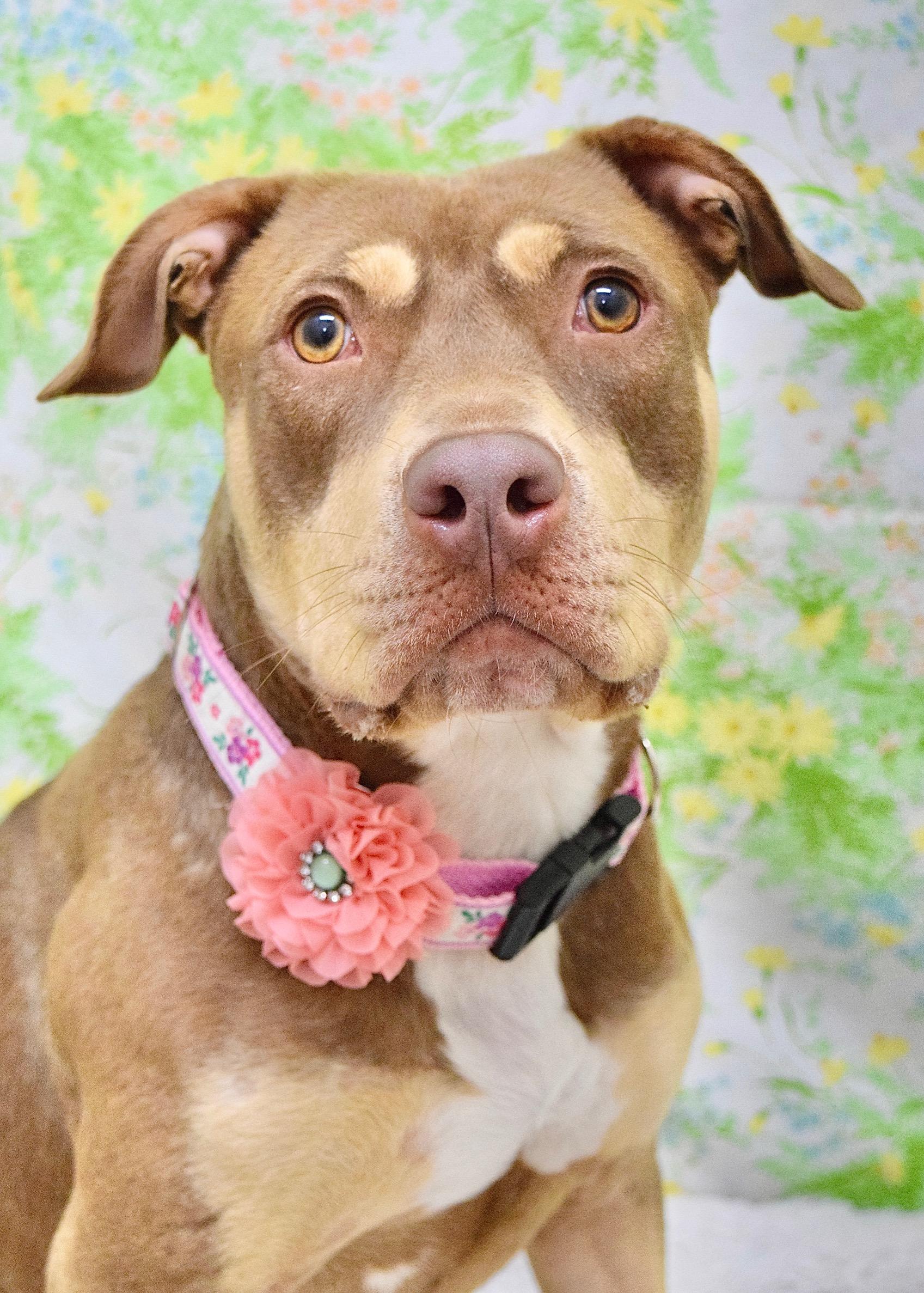 Macy, ADOPTABLE, Young Female Pit Bull Terrier.