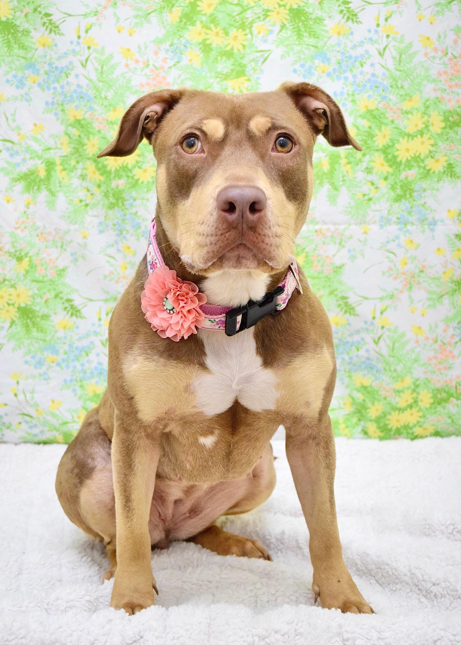 Enlarge Macy, a ADOPTABLE Pit Bull Terrier in Dublin, CA image 2/6