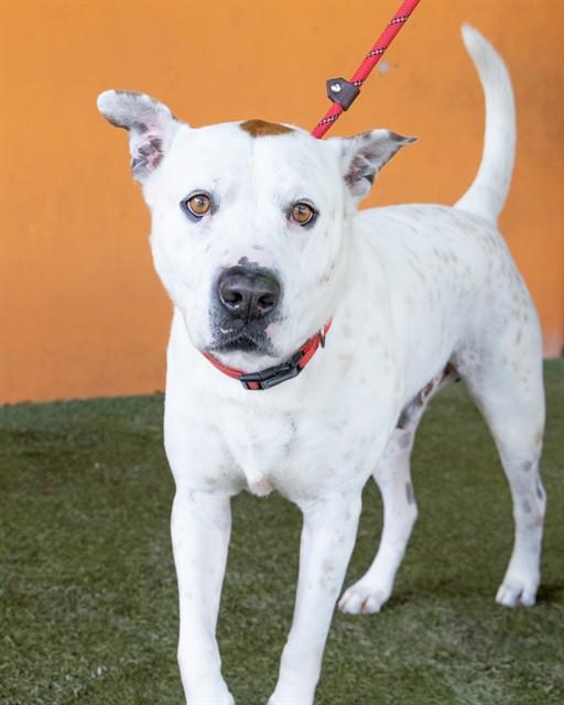 Enlarge FINNY, a Adoptable mixed breed in Miami, FL image 1/1