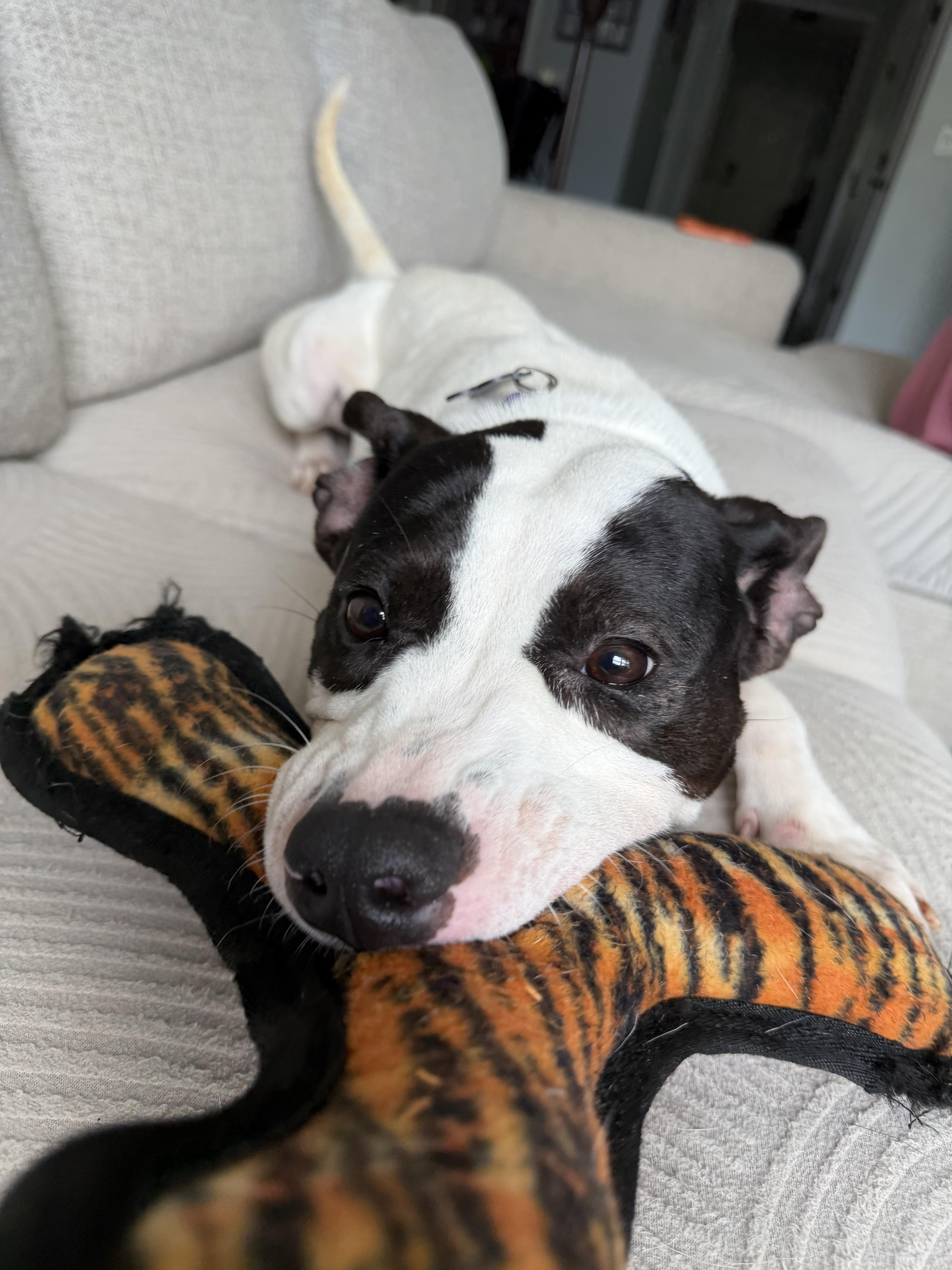 Enlarge Forest, a Adoptable American Staffordshire Terrier in MOORESVILLE, NC image 5/5