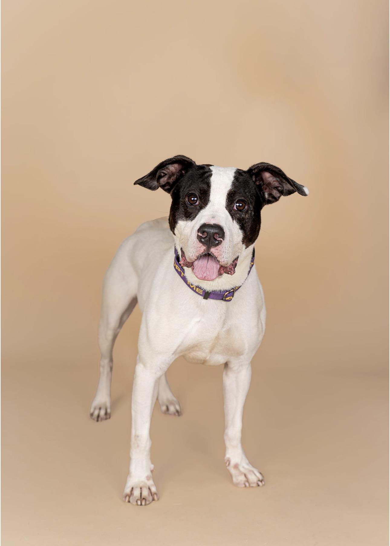 Enlarge Forest, a Adoptable American Staffordshire Terrier in MOORESVILLE, NC image 2/5