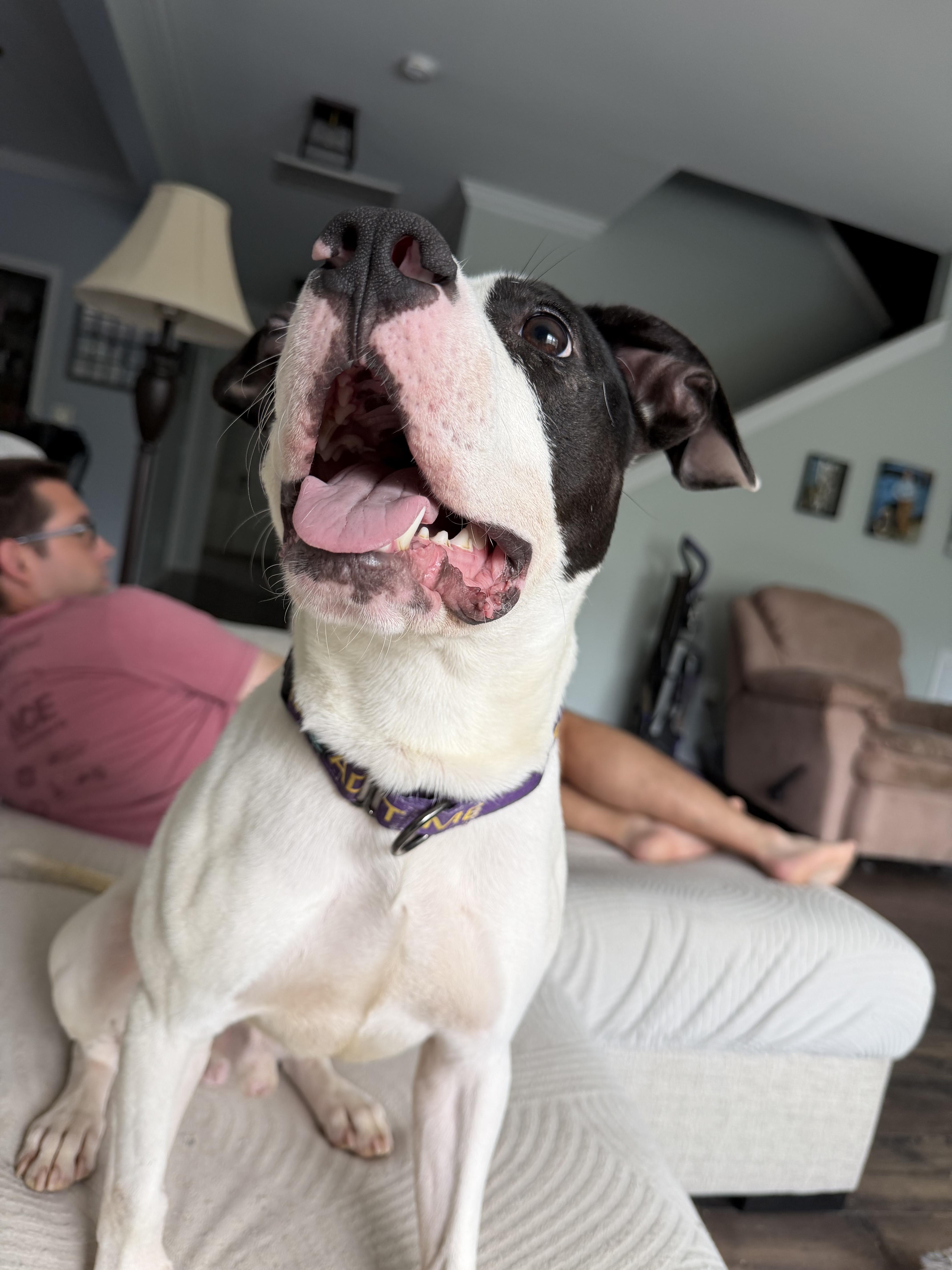 Enlarge Forest, a Adoptable American Staffordshire Terrier in MOORESVILLE, NC image 4/5