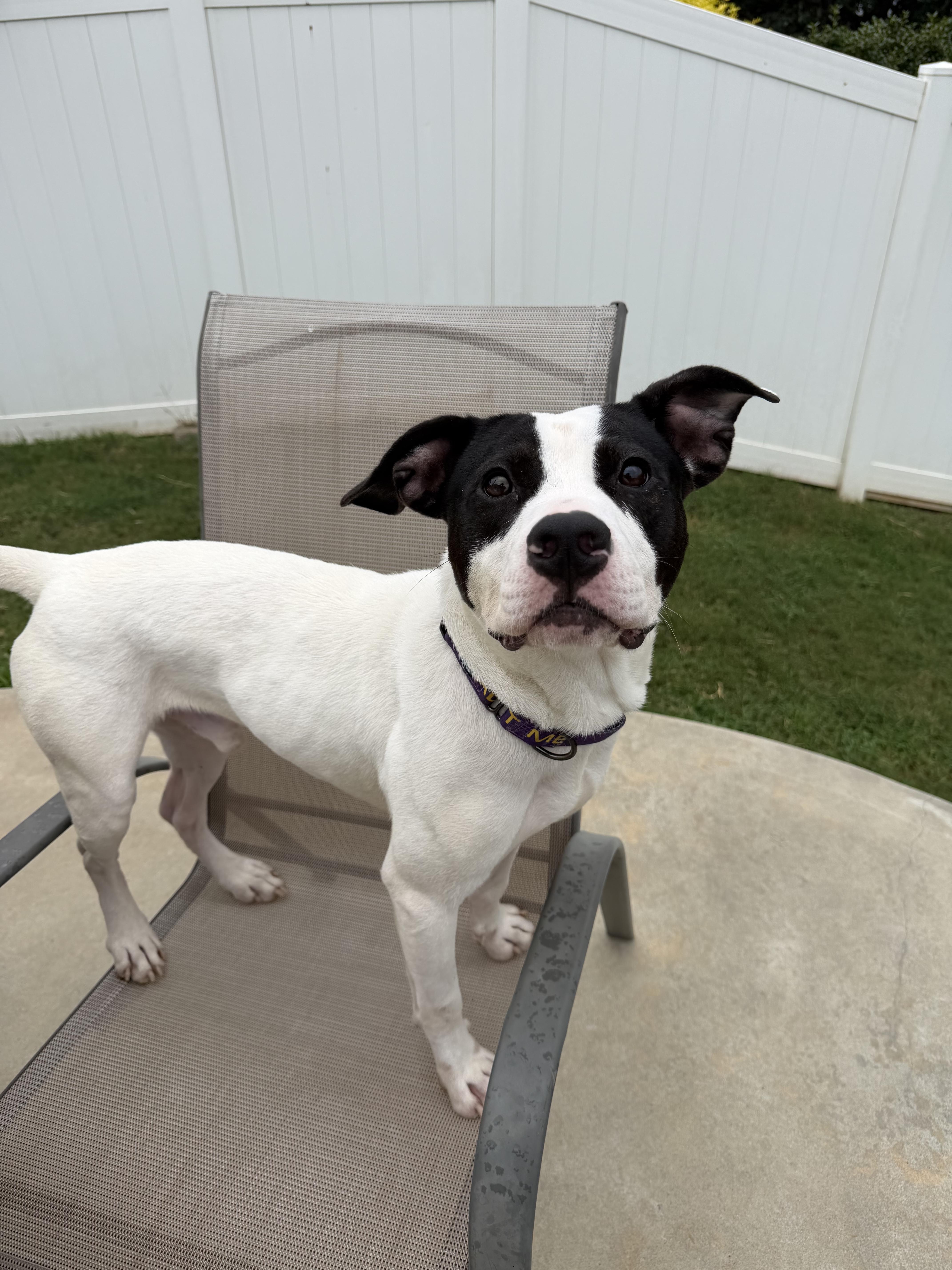 Enlarge Forest, a Adoptable American Staffordshire Terrier in MOORESVILLE, NC image 3/5
