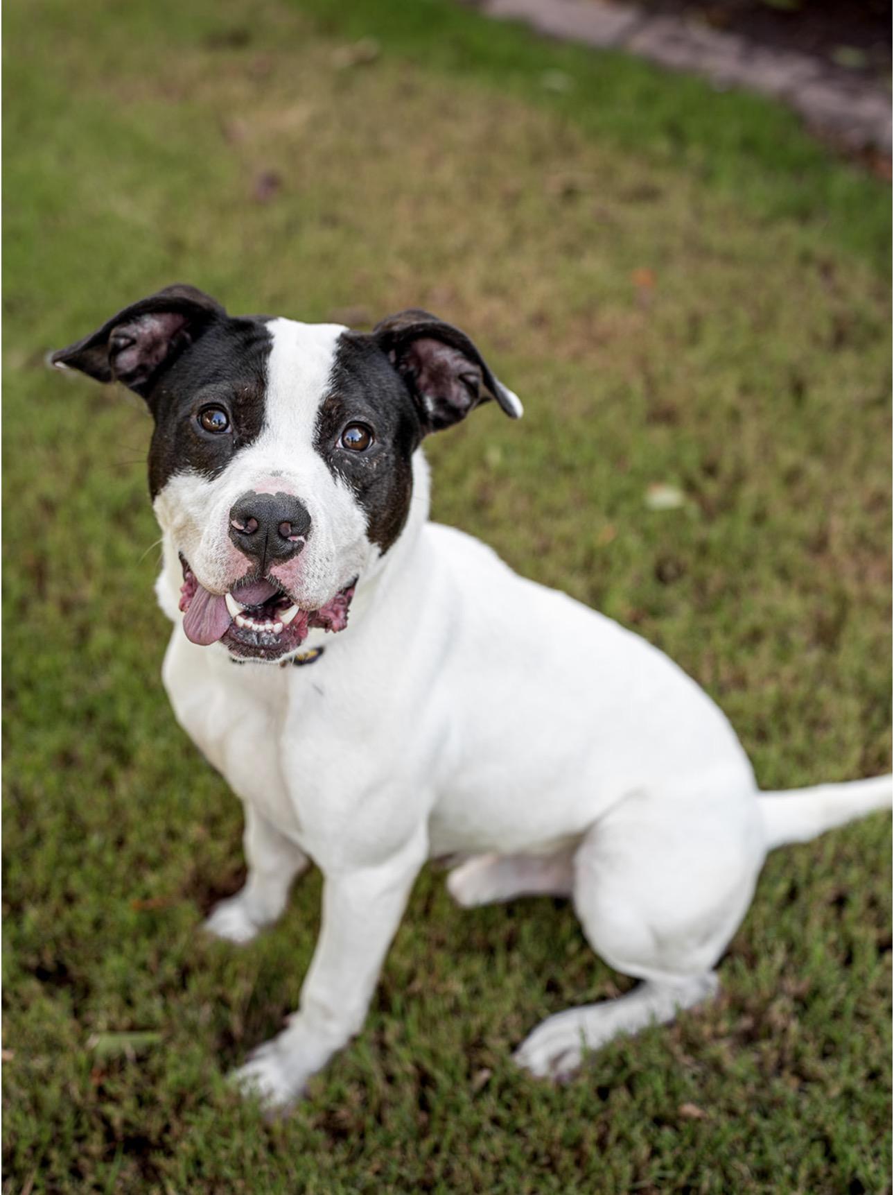 Forest, Adoptable, Adult Male American Staffordshire Terrier.