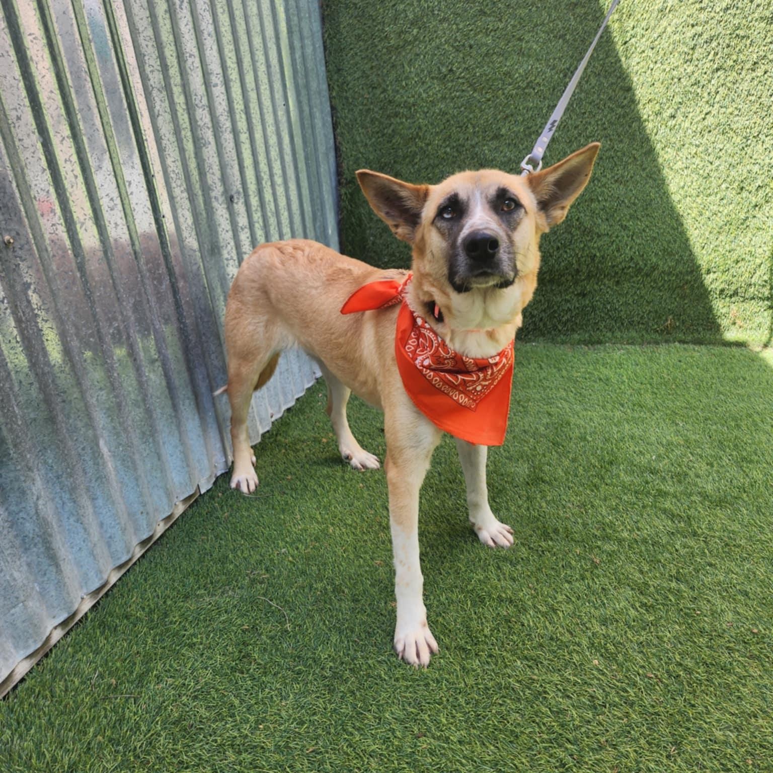 Amelia — thumbnail 4