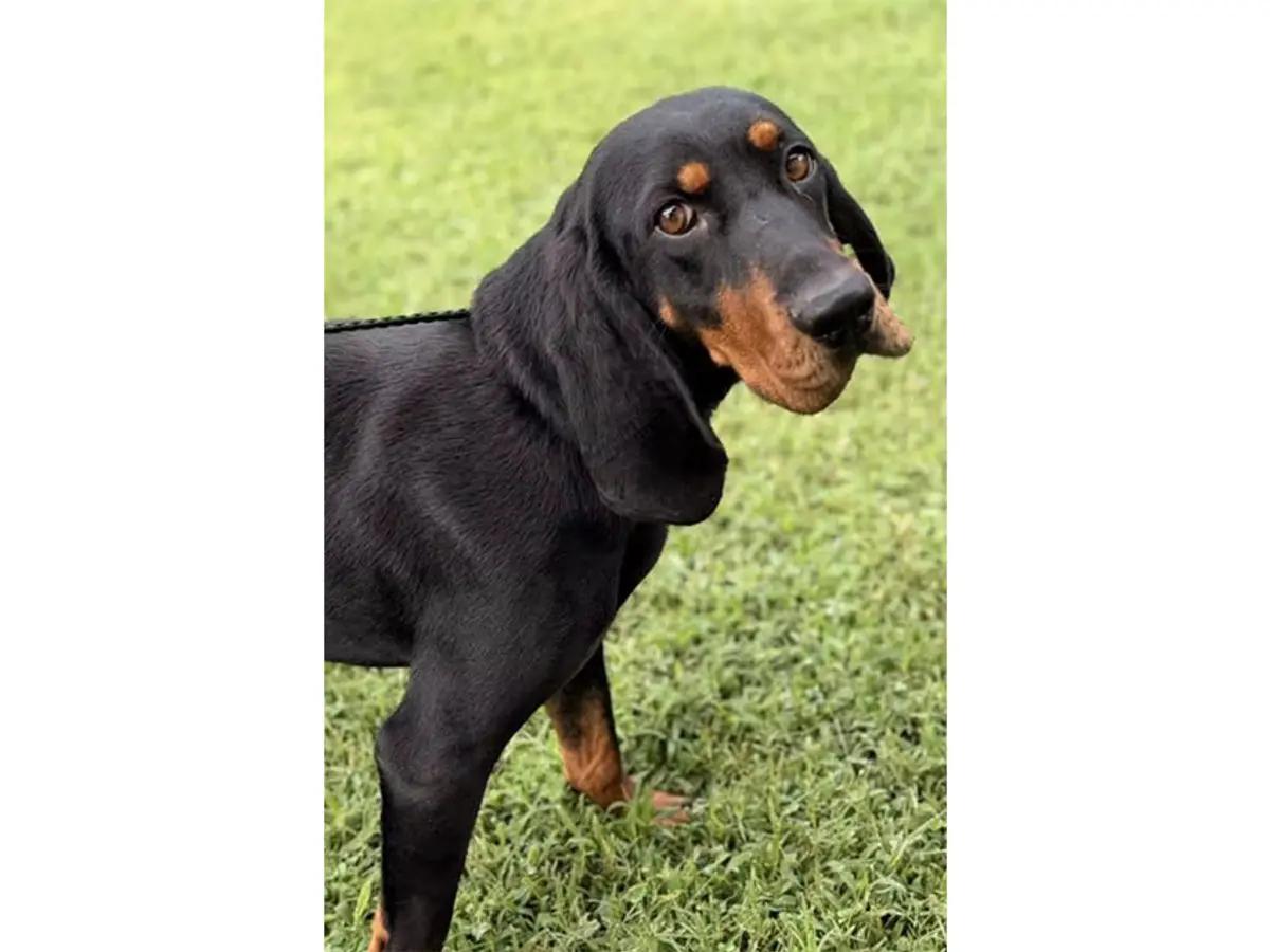 Raven (VA), Adopted, Young Female Black and Tan Coonhound.